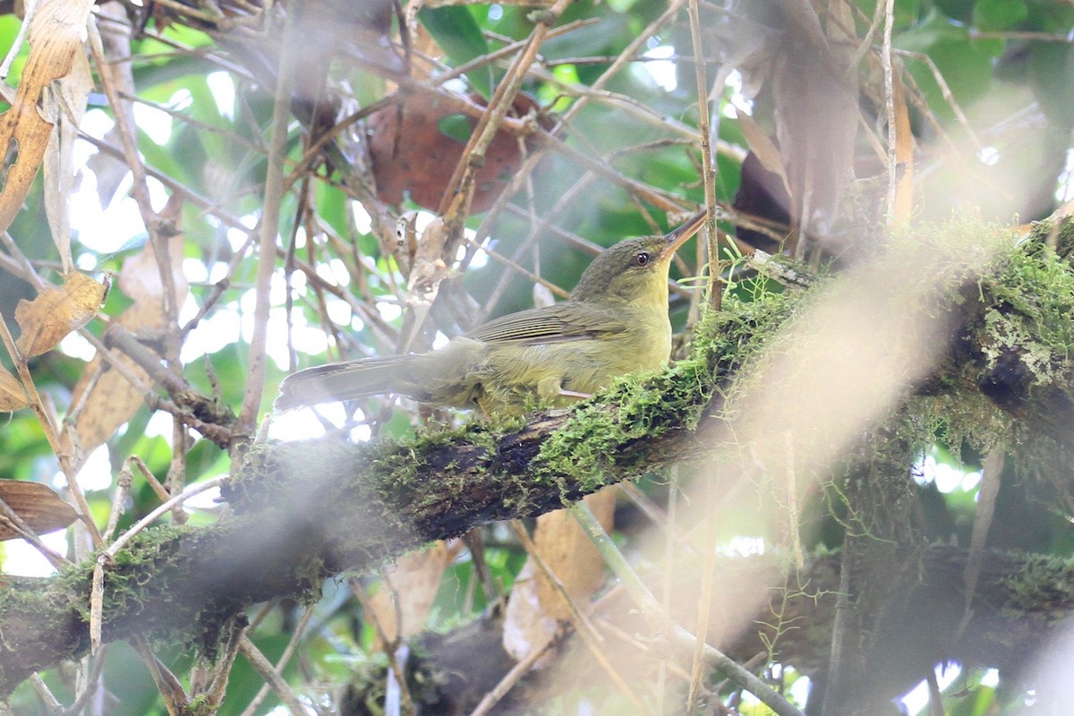 Long-billed Bernieria - ML128931041