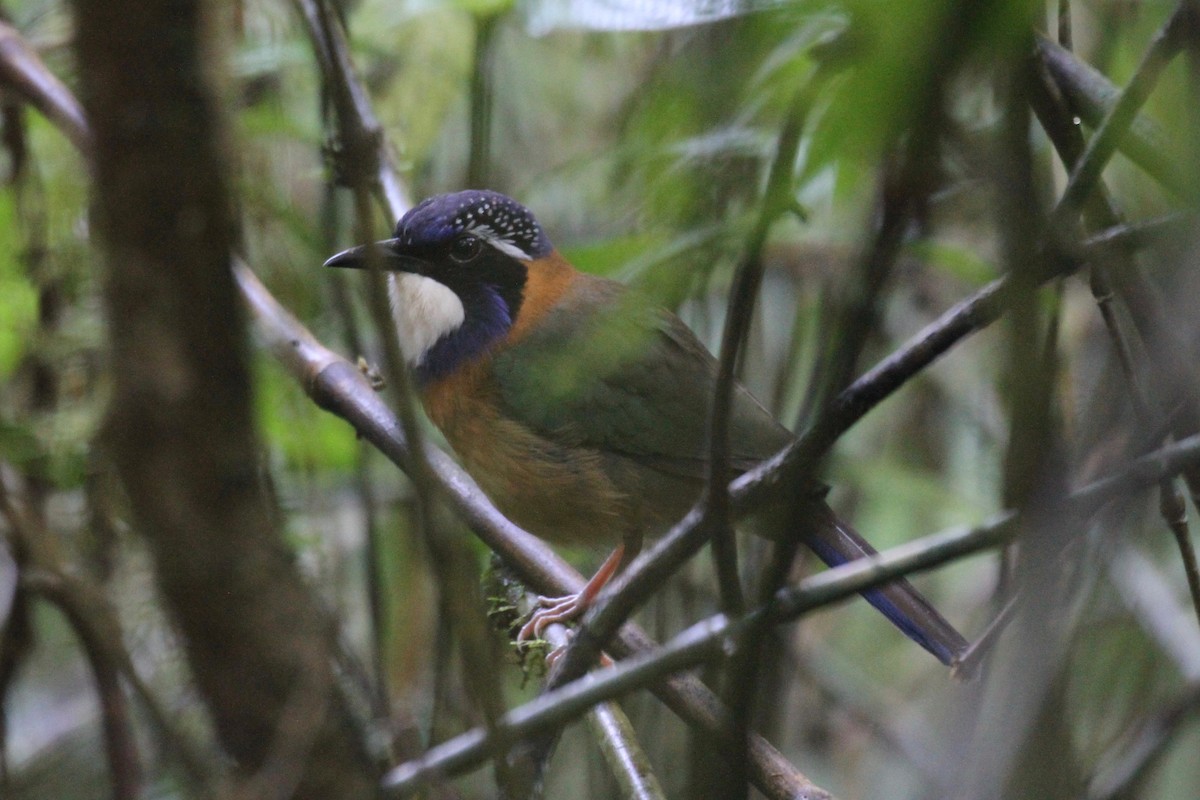 Pitta-like Ground-Roller - Charles Davies