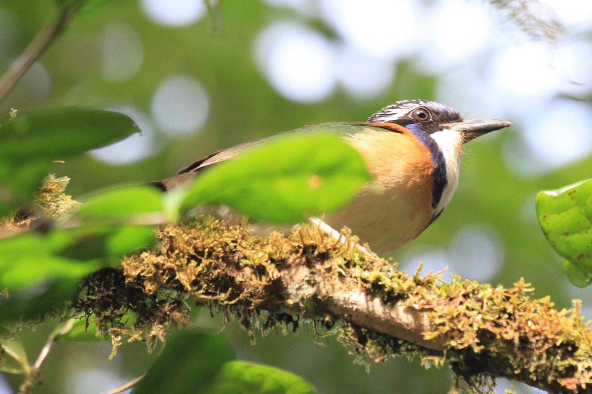 Pitta-like Ground-Roller - Charles Davies