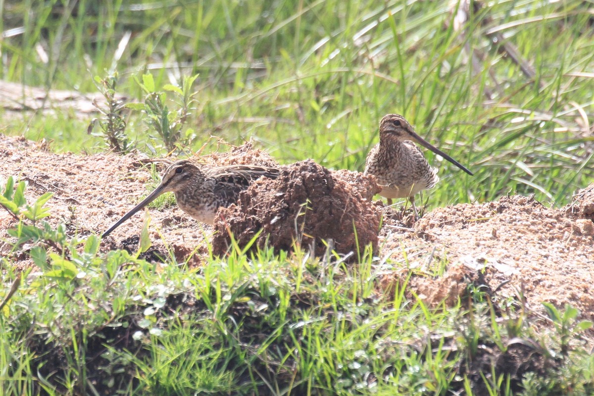 Madagascar Snipe - ML128931441