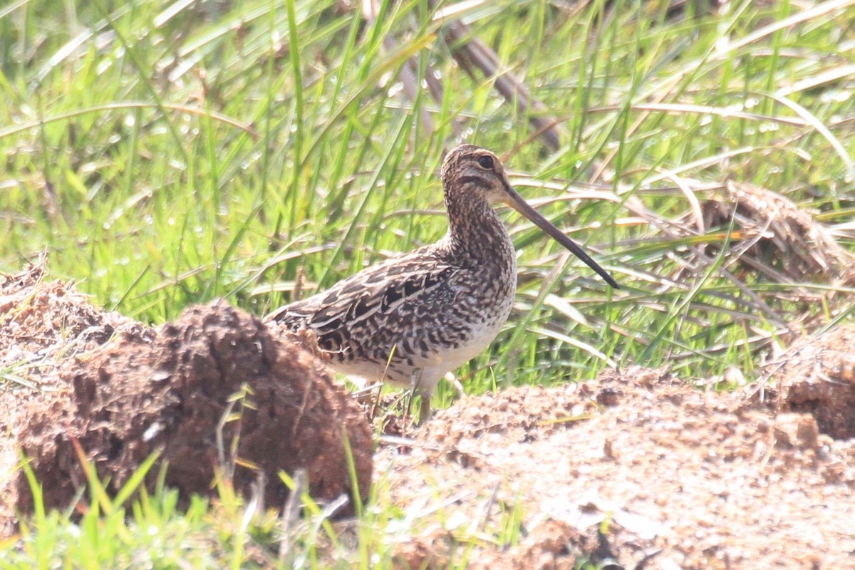 Madagascar Snipe - ML128931451