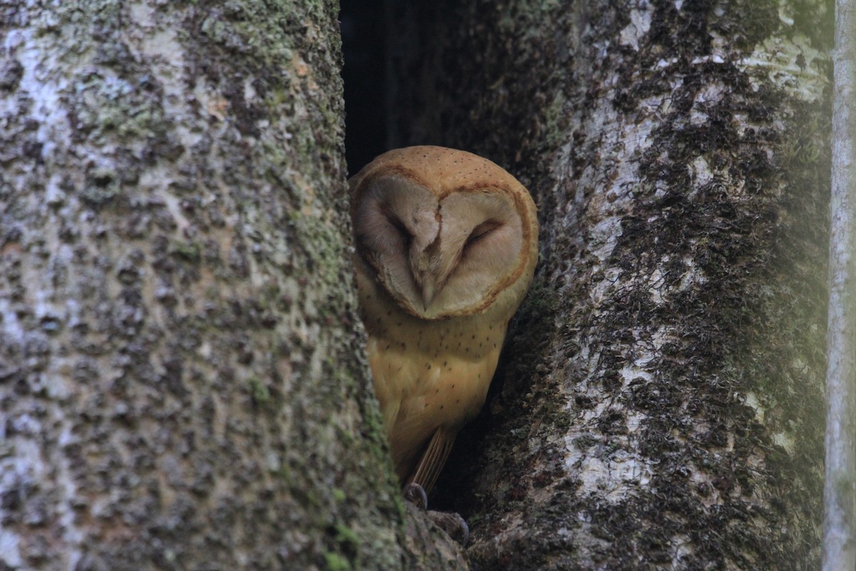 Red Owl - Charles Davies