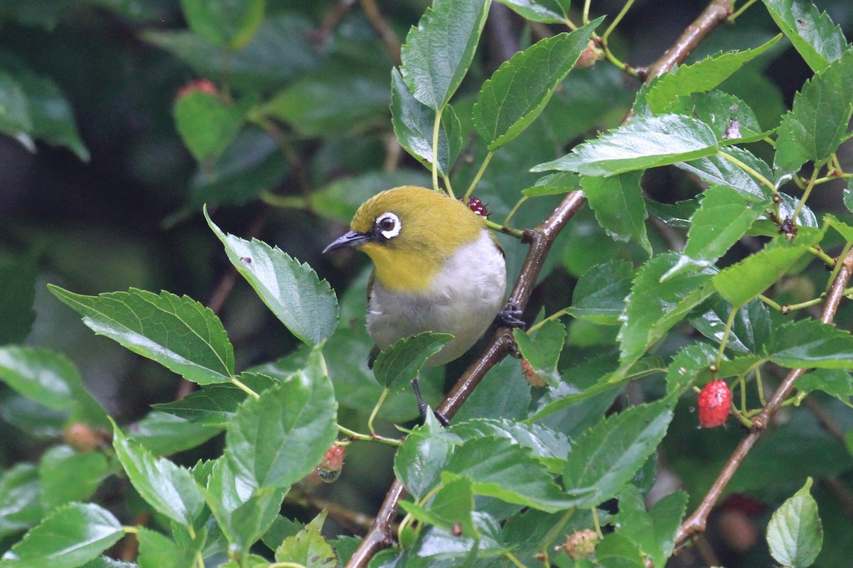 Madagaskarbrillenvogel - ML128931581