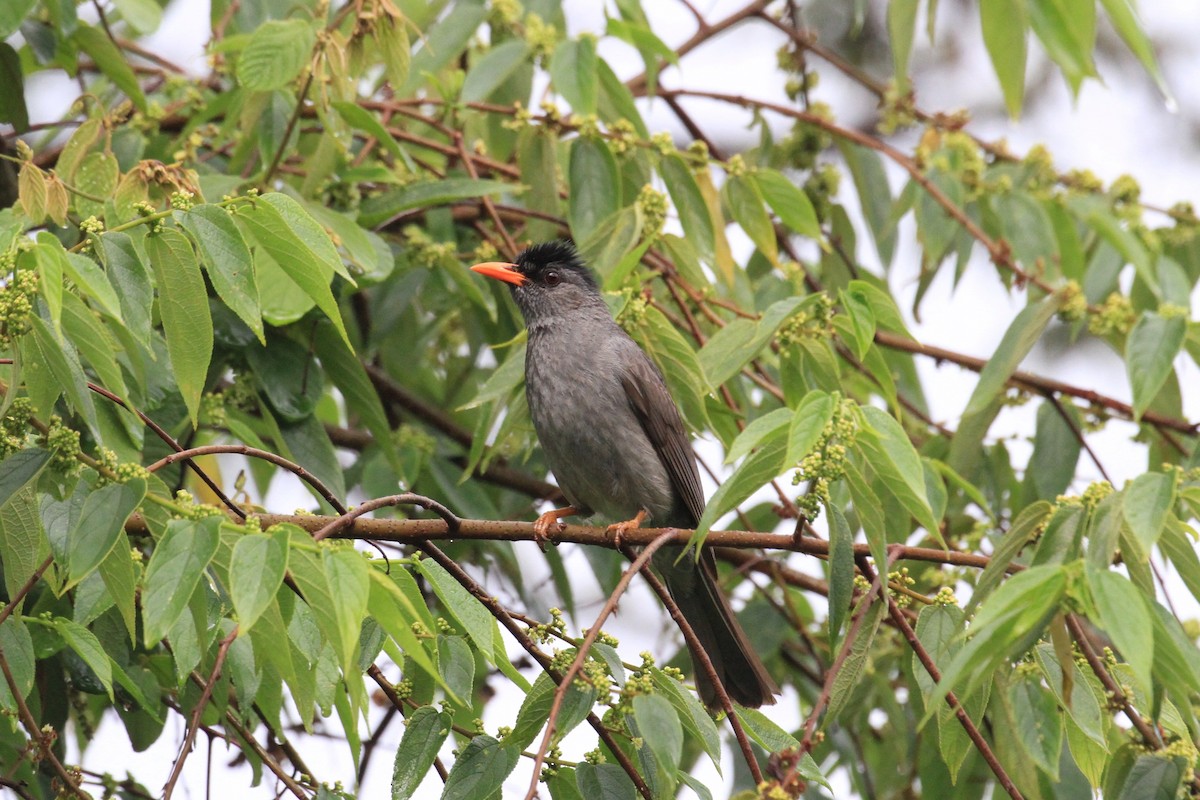 Malagasy Bulbul - ML128931591