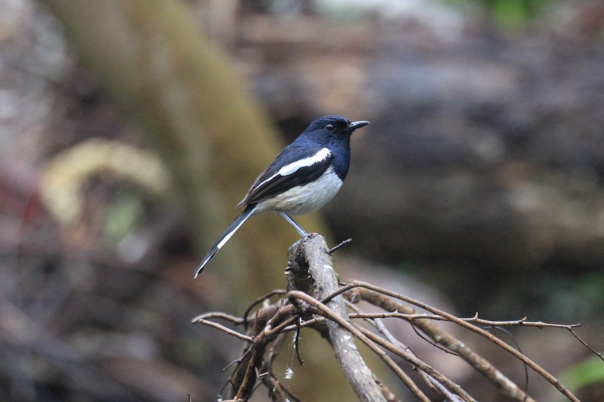 Madagascar Magpie-Robin - Charles Davies