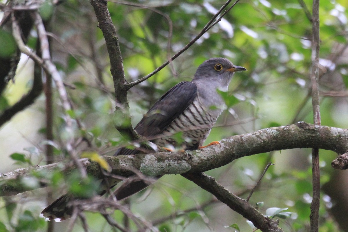 Madagascar Cuckoo - ML128931621