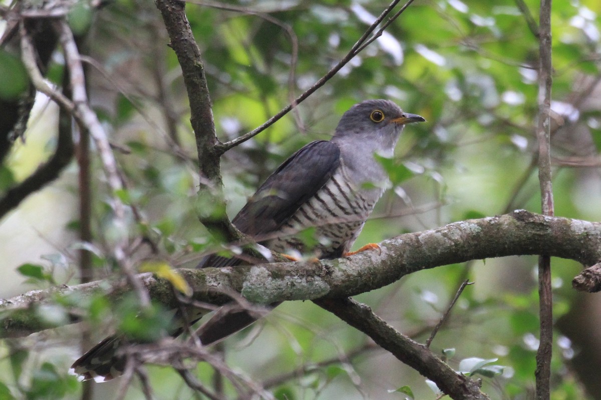 Coucou de Madagascar - ML128931621