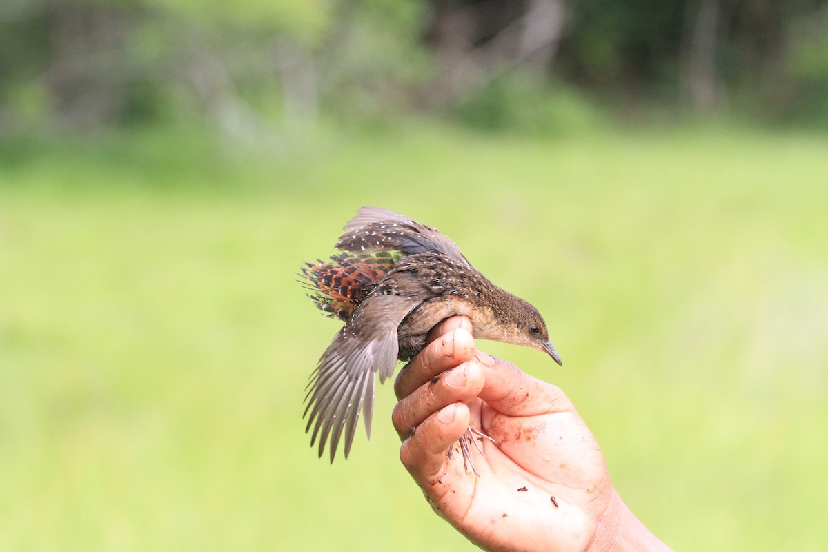 Slender-billed Flufftail - ML128931731