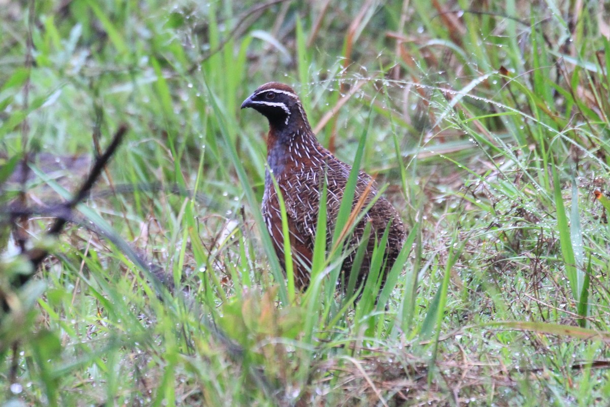 Madagascar Partridge - ML128931761