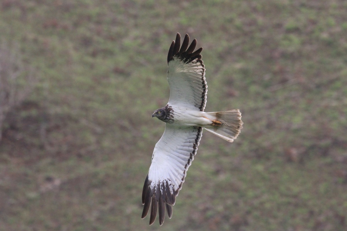 Malagasy Harrier - ML128931791