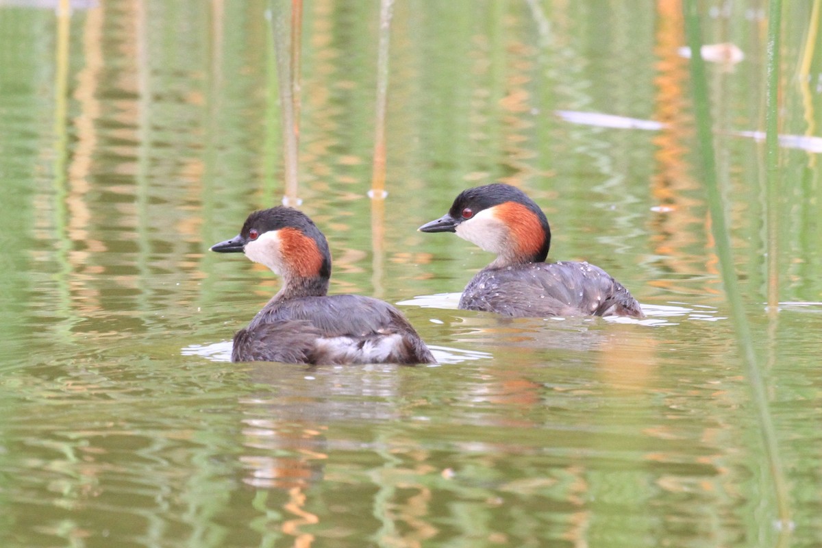 Madagascar Grebe - Charles Davies