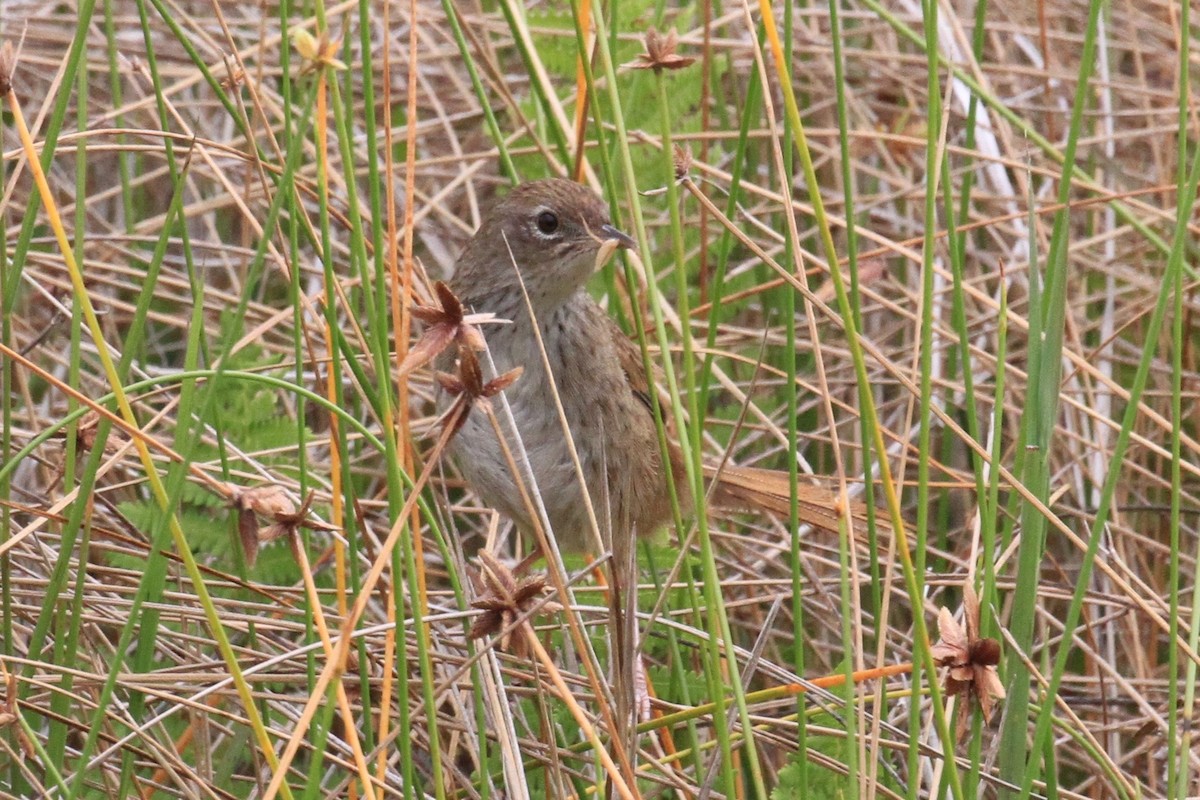 Gray Emutail - ML128931841