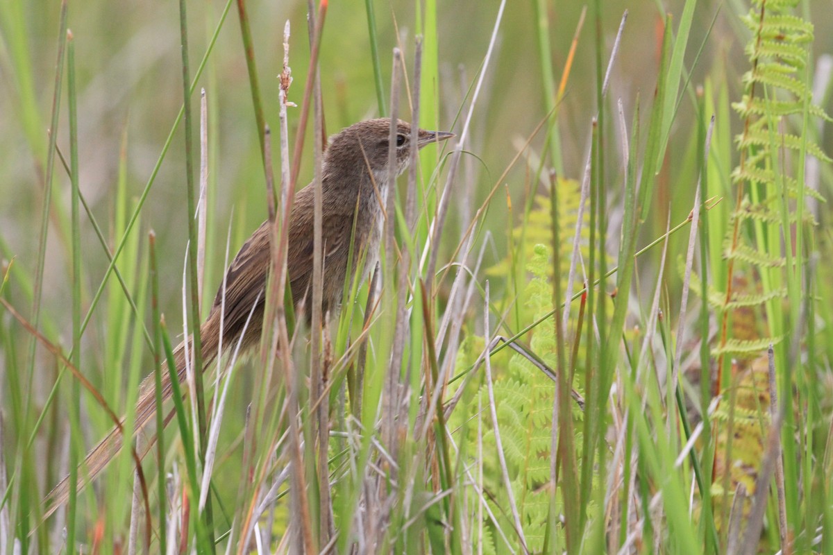 Gray Emutail - Charles Davies