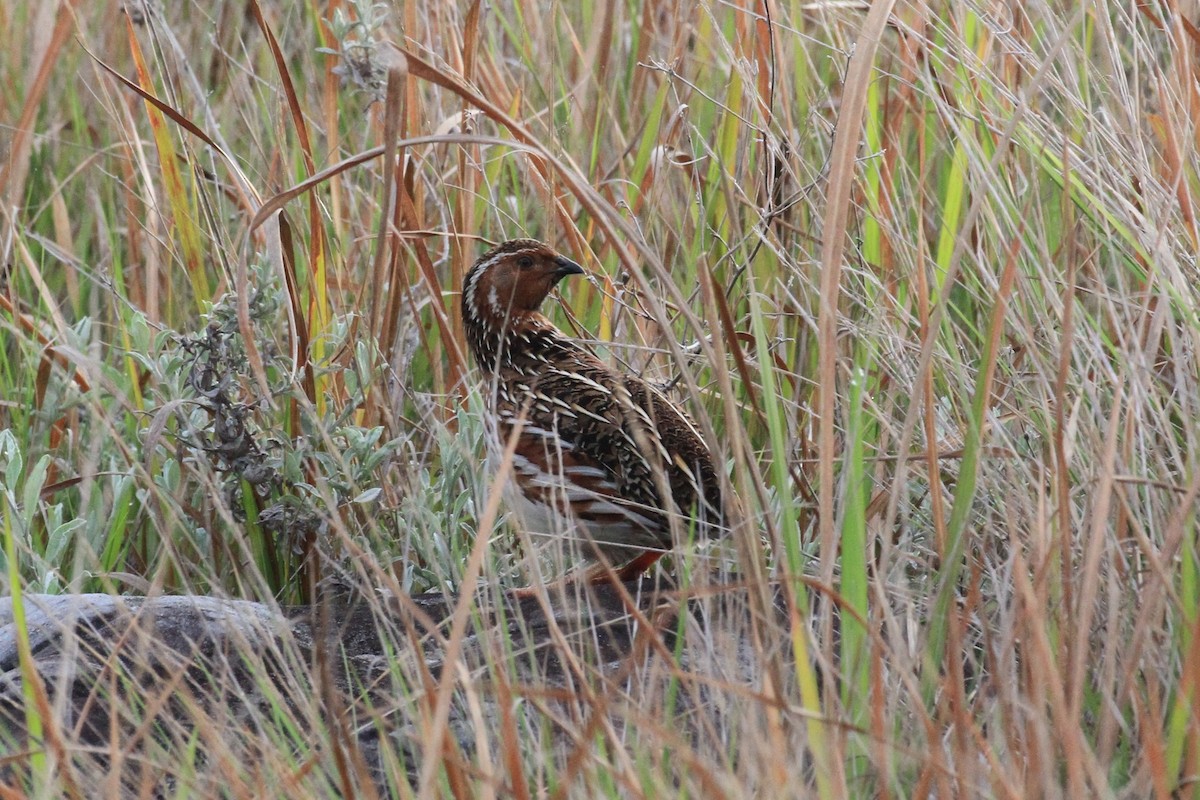 Common Quail - ML128931871