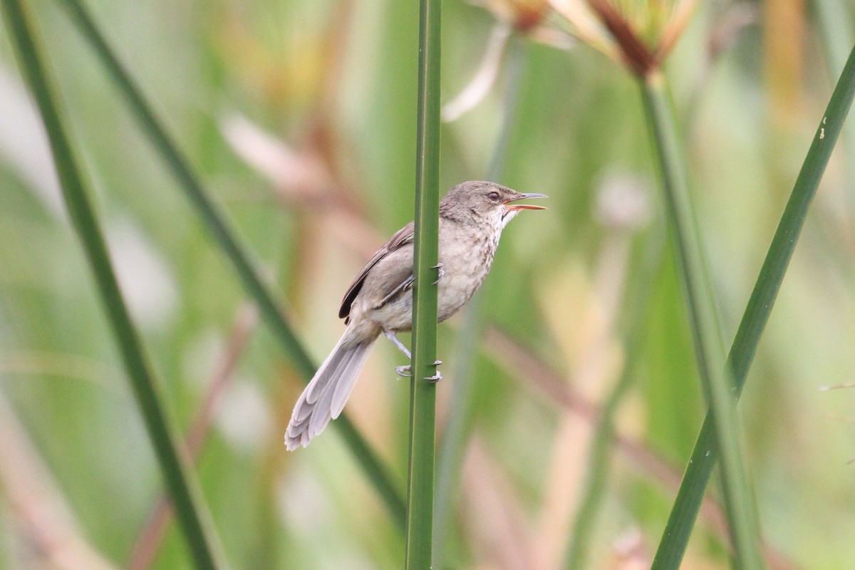 Madagascar Swamp Warbler - ML128931881