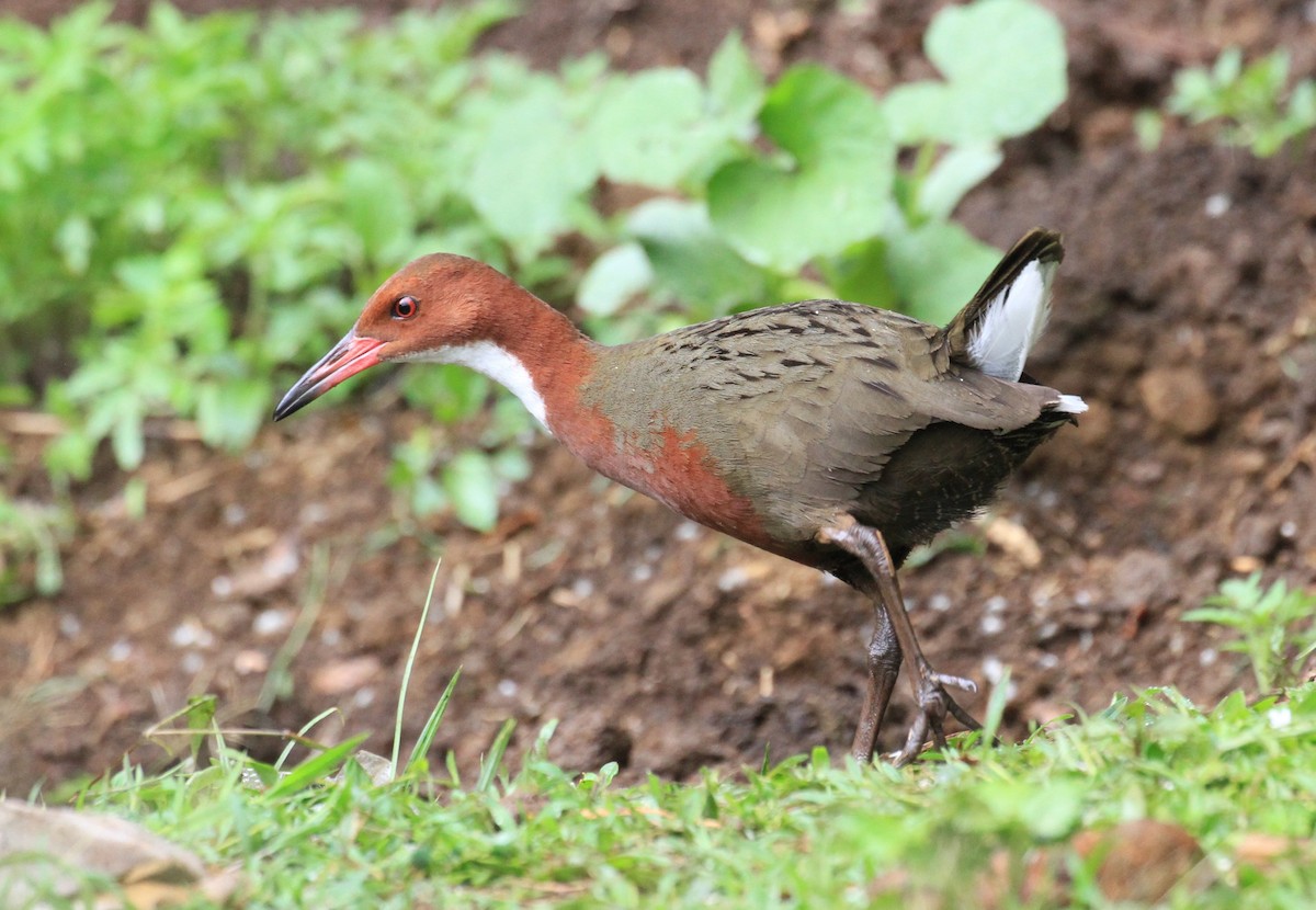 White-throated Rail - ML128931891