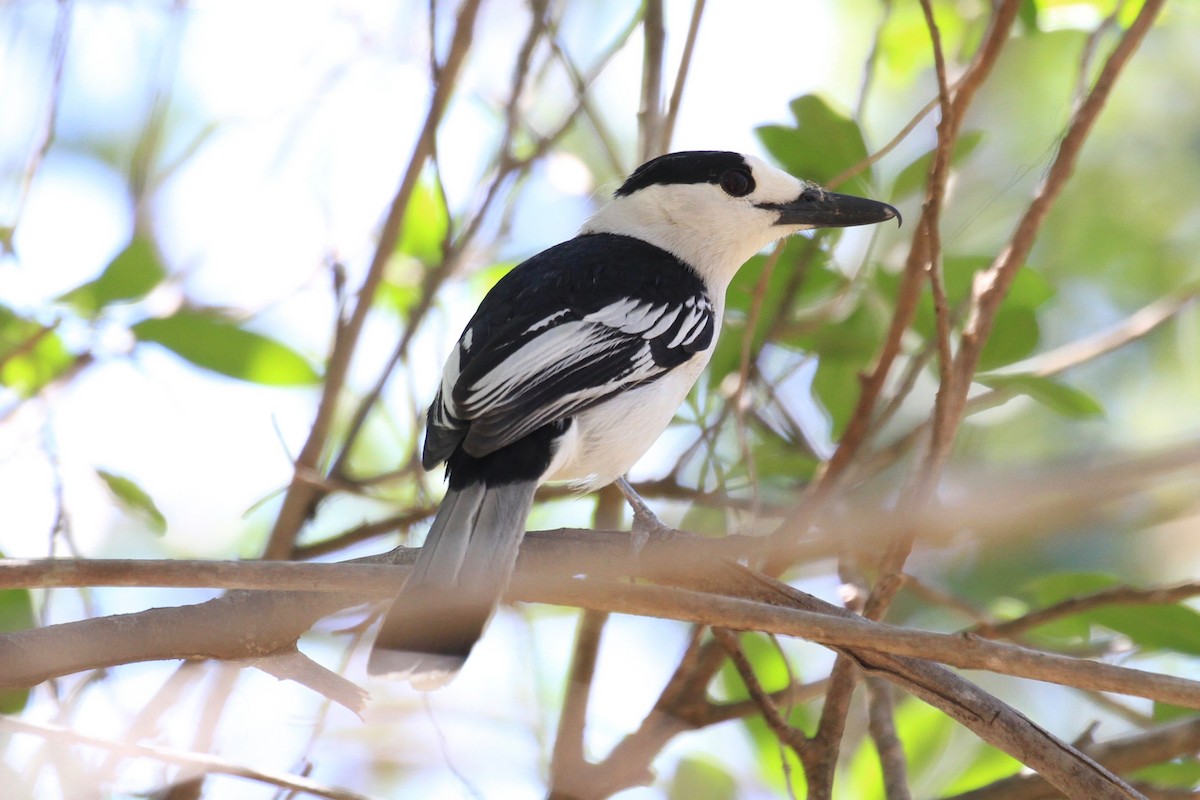 Hook-billed Vanga - ML128932021