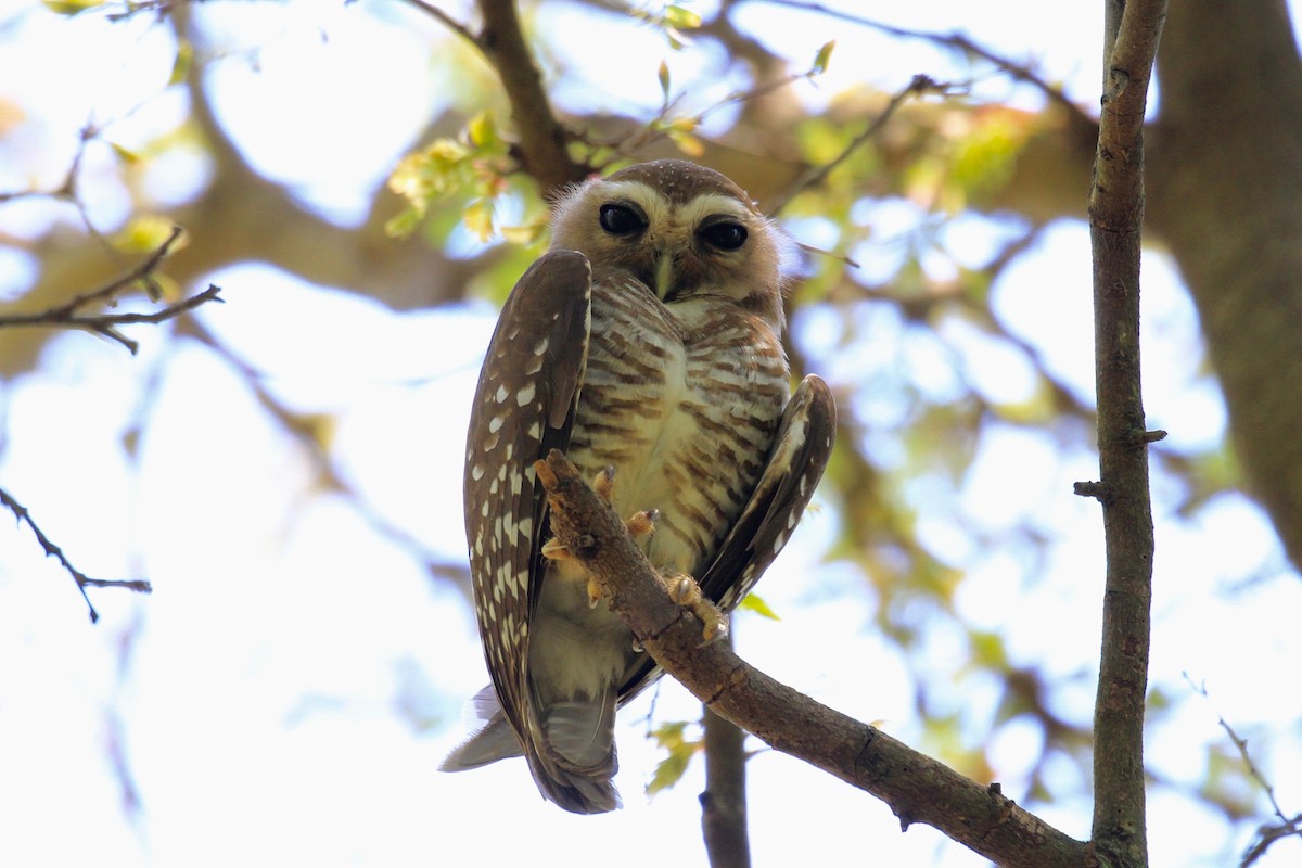 White-browed Owl - Charles Davies