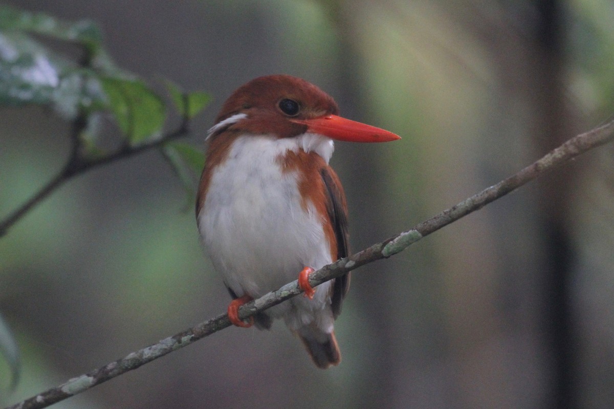 Madagascar Pygmy Kingfisher - ML128933081