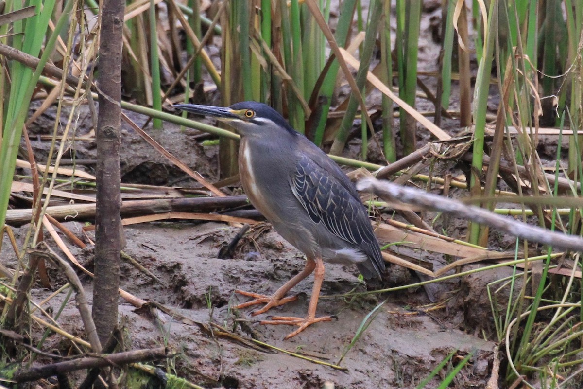 Striated Heron - ML128933761