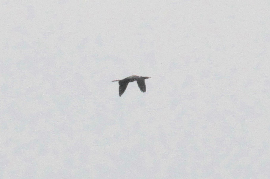Long-tailed Cormorant - ML128933771