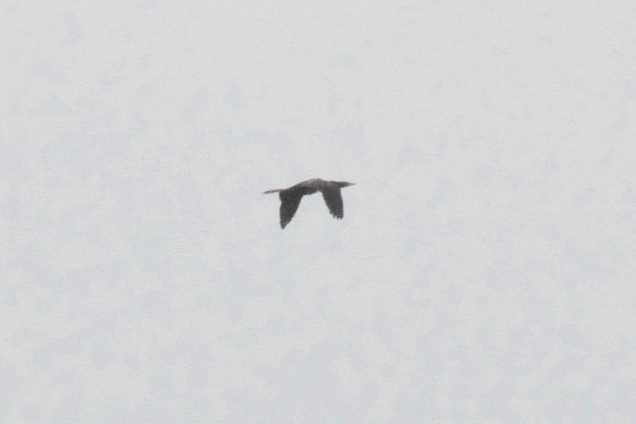 Reed Cormorant - ML128933771