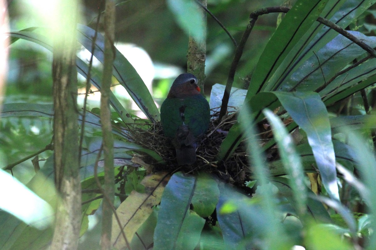 Asian Emerald Dove - ML128934371