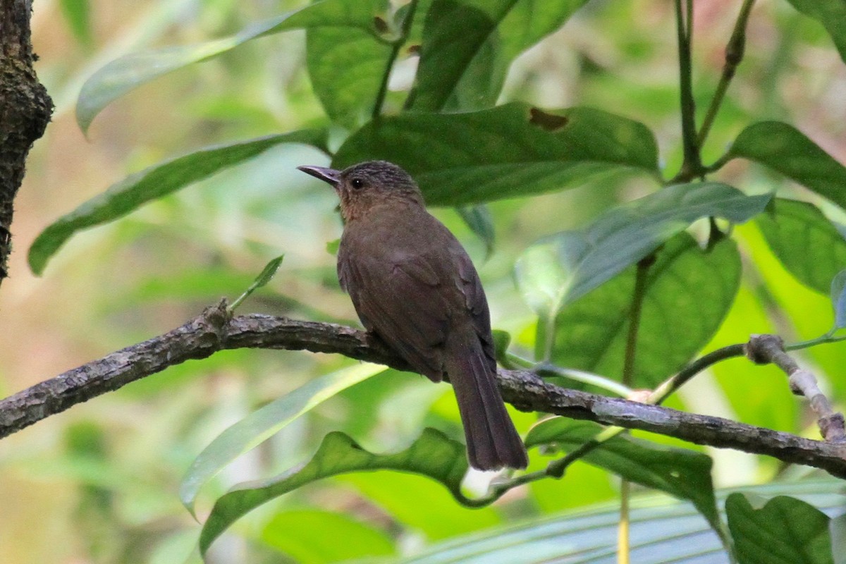 Visayan Bulbul - ML128934441