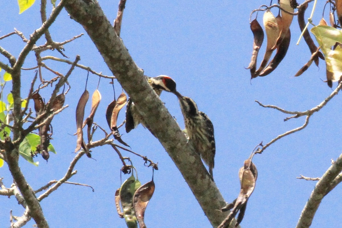 Philippine Pygmy Woodpecker - ML128934681