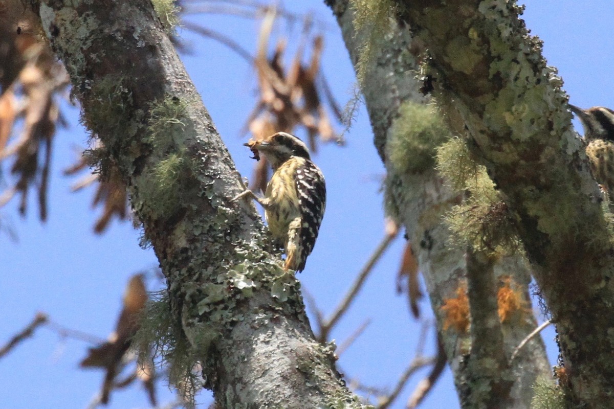 Philippine Pygmy Woodpecker - ML128934701