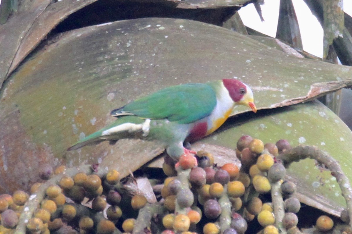 Yellow-breasted Fruit-Dove - ML128935111