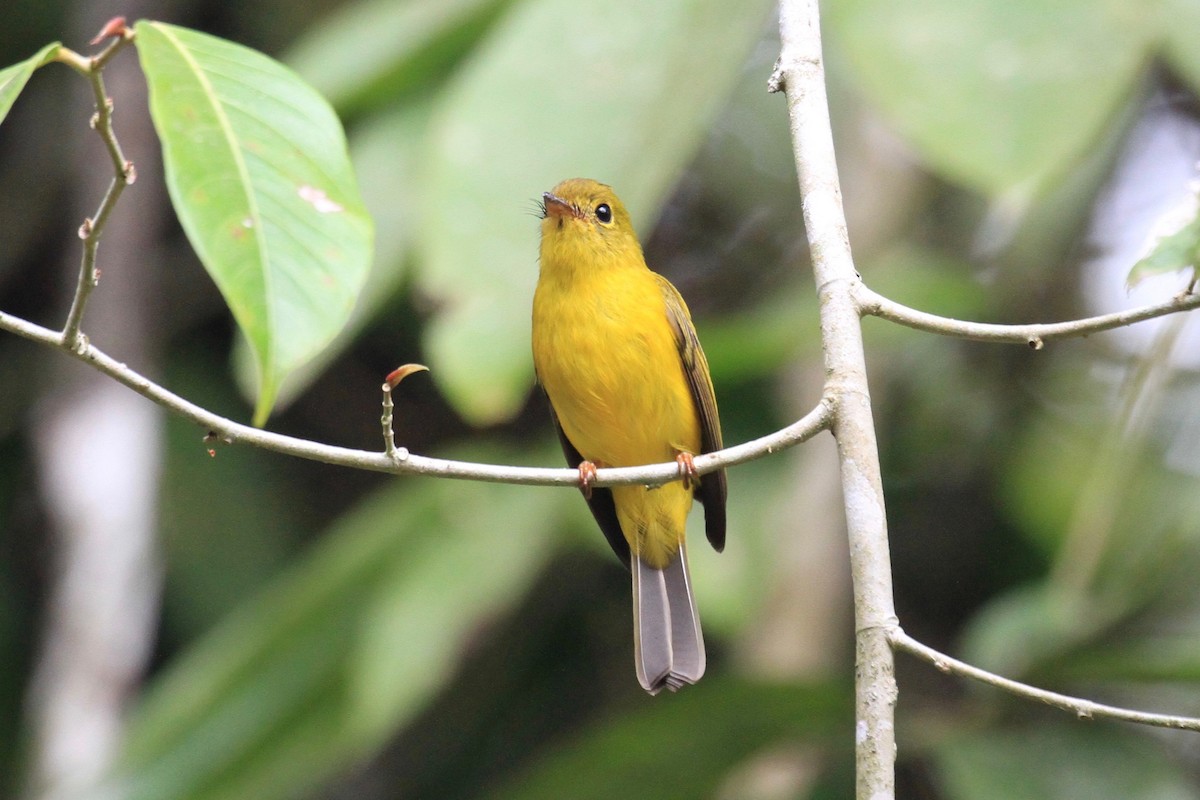 Citrine Canary-Flycatcher - ML128935161