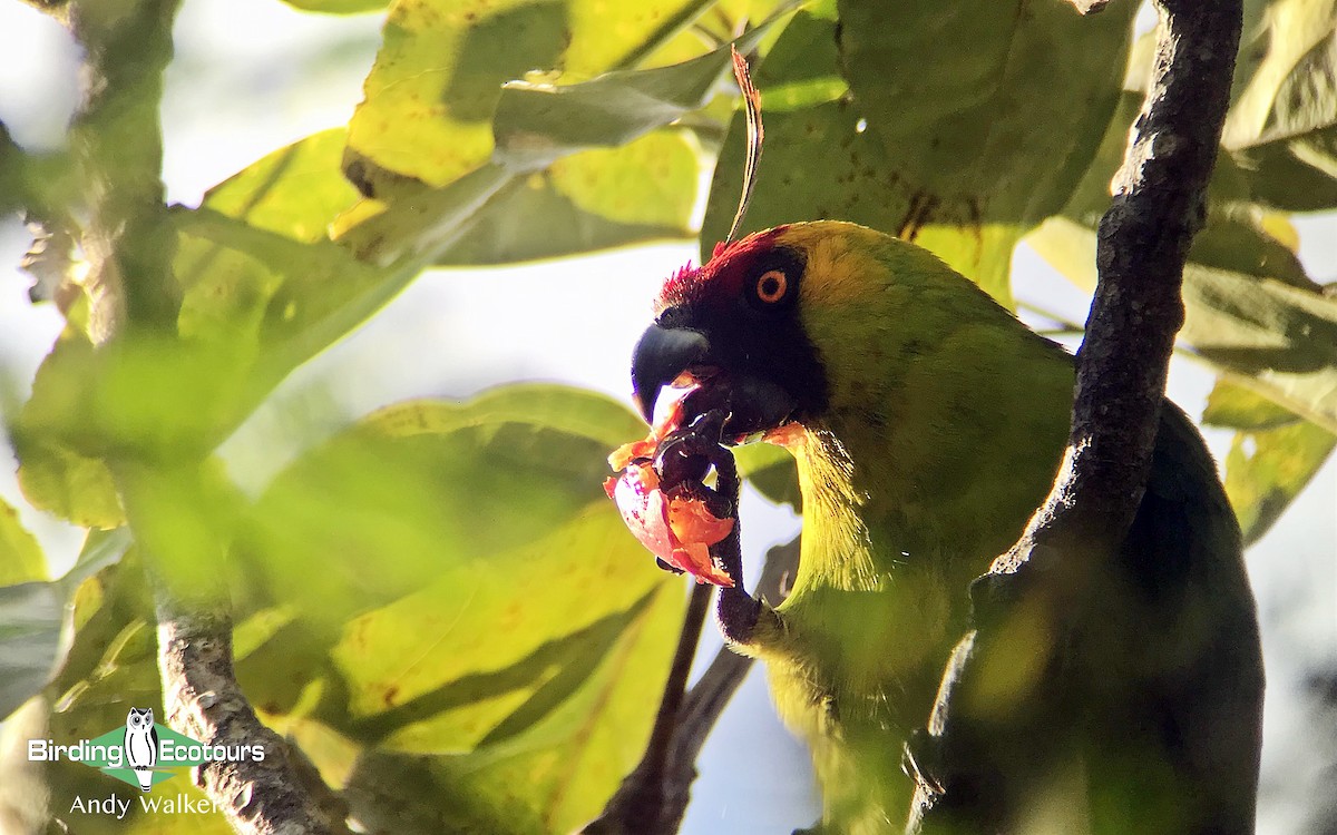 Horned Parakeet - ML128935431