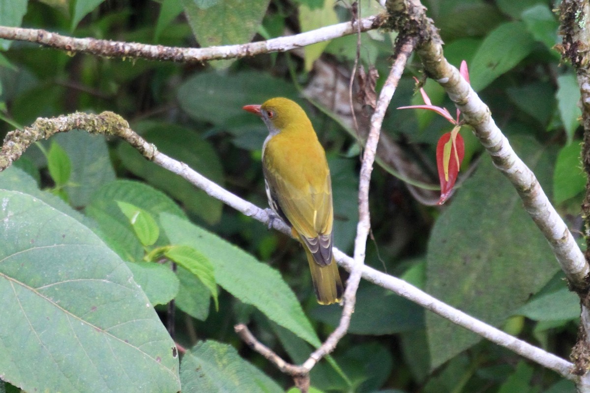 Philippine Oriole - ML128935531