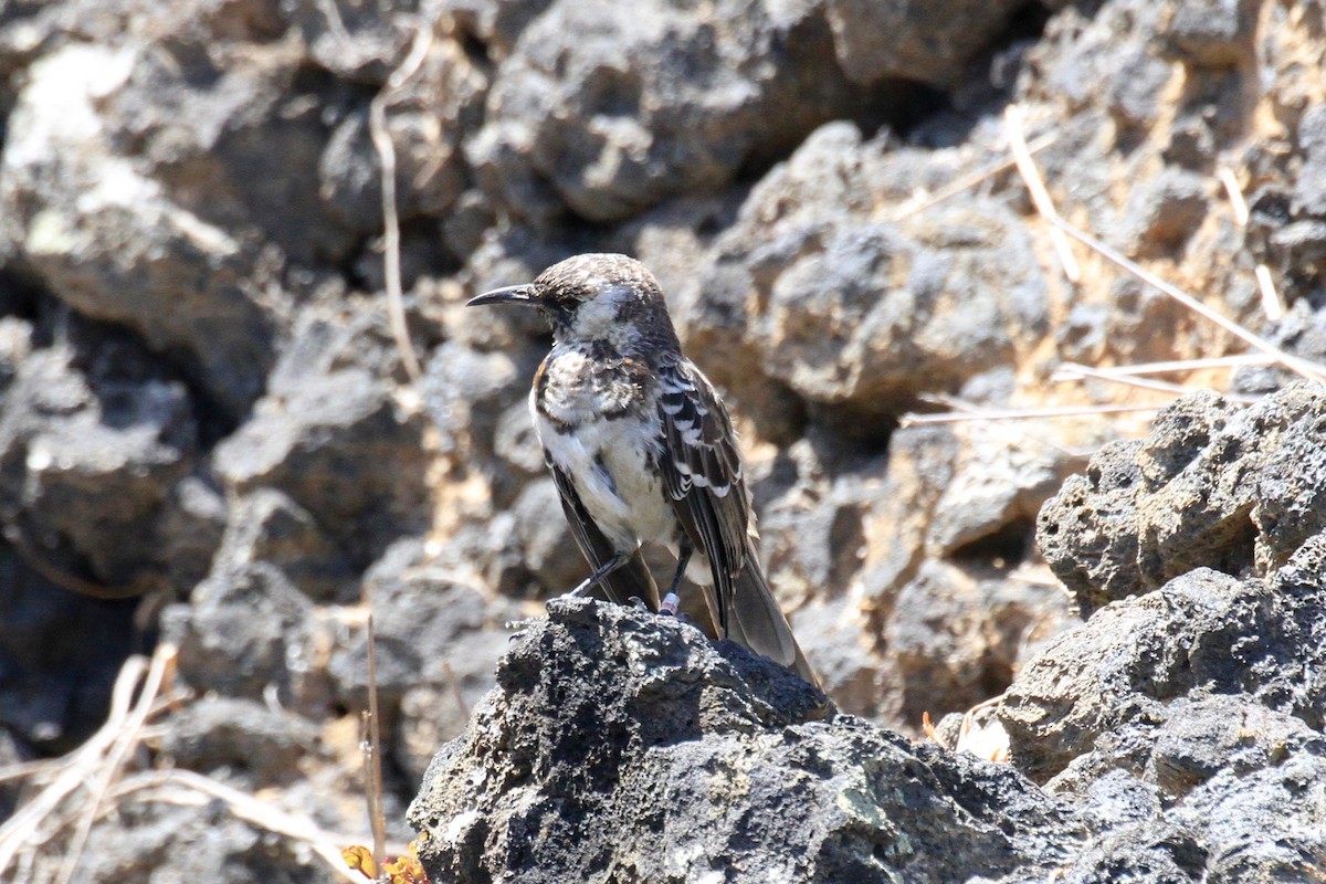 Floreana Mockingbird - ML128936031