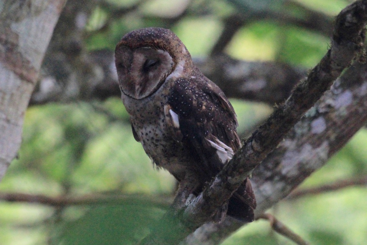 Barn Owl - ML128936361