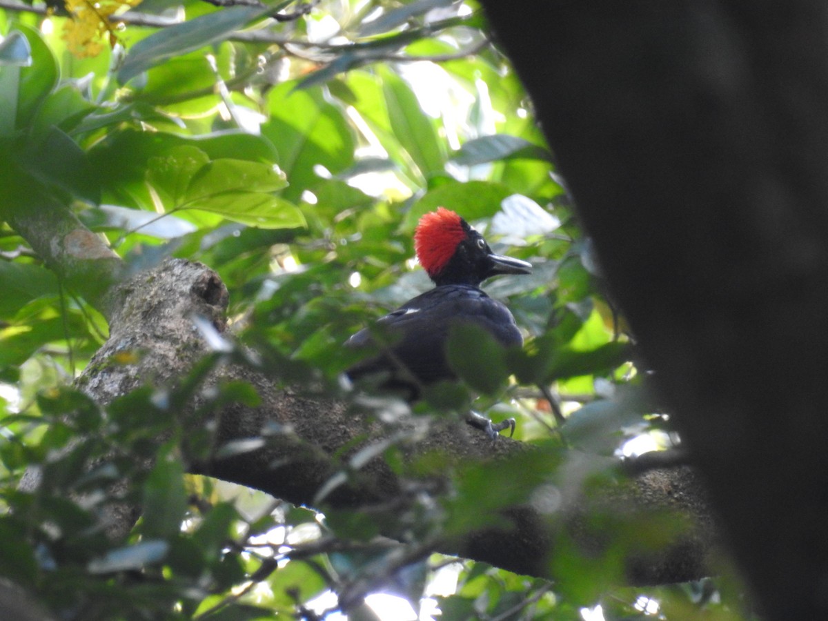 White-bellied Woodpecker - Ashwin Viswanathan