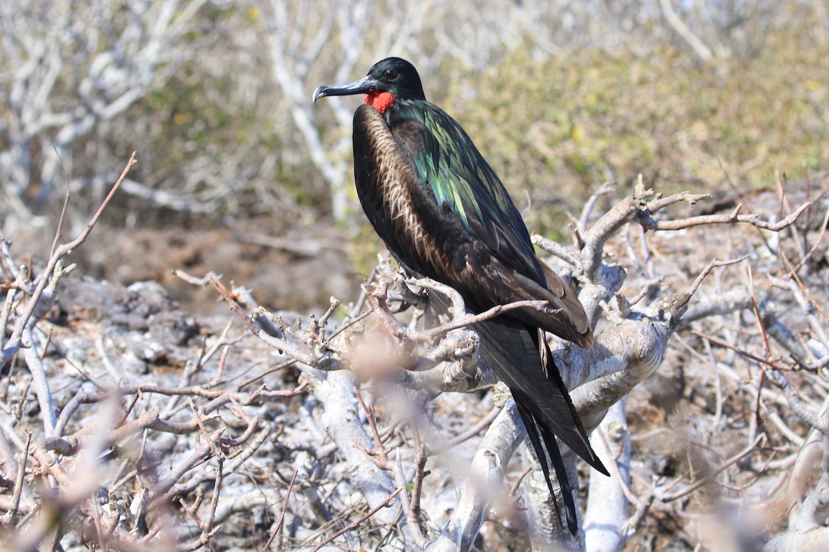 Great Frigatebird - Charles Davies