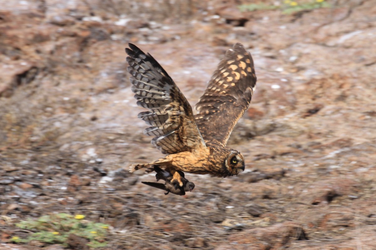 Short-eared Owl - Charles Davies