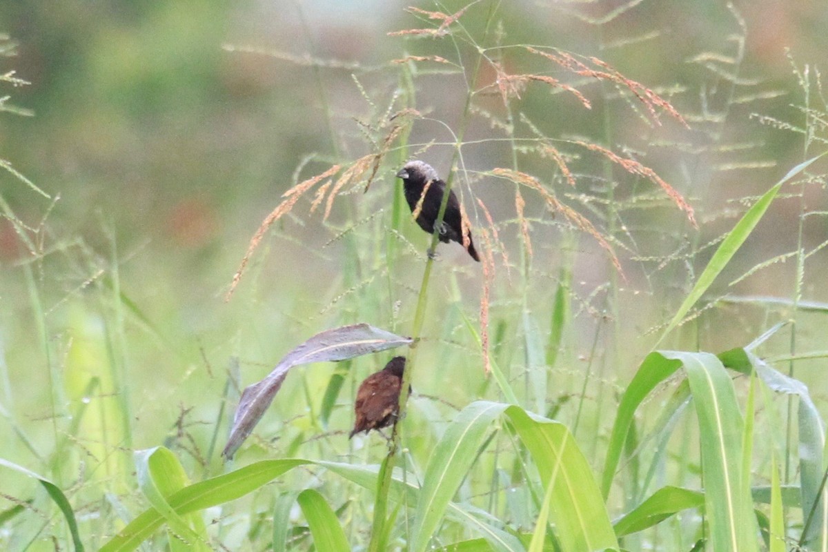 Mottled Munia - ML128938411