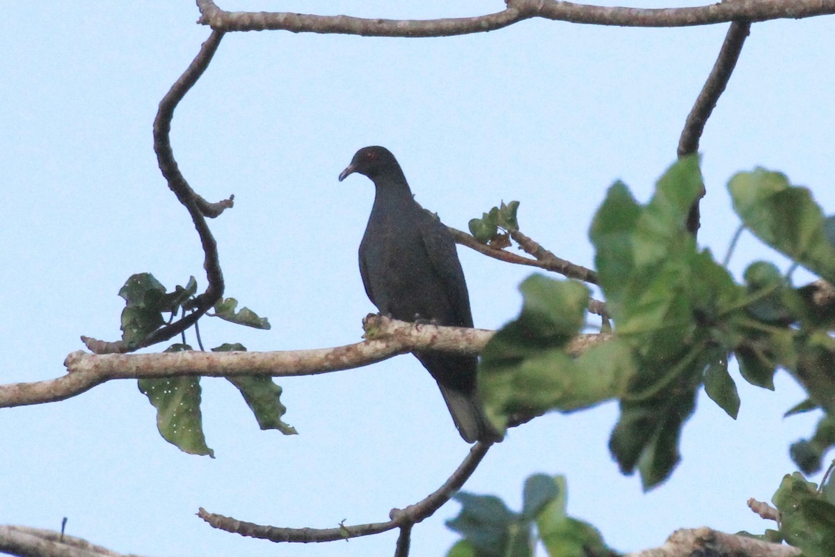 Bismarck Imperial-Pigeon - ML128938491