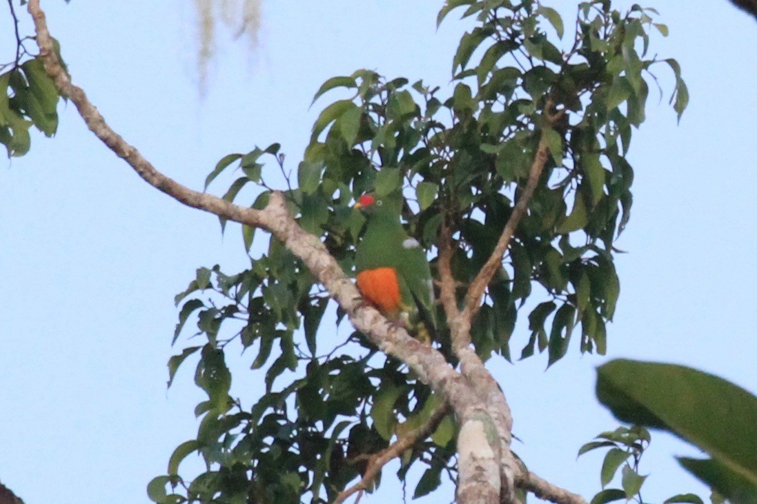 Knob-billed Fruit-Dove - ML128938551