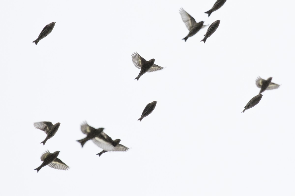 Pine Siskin - ML128938611