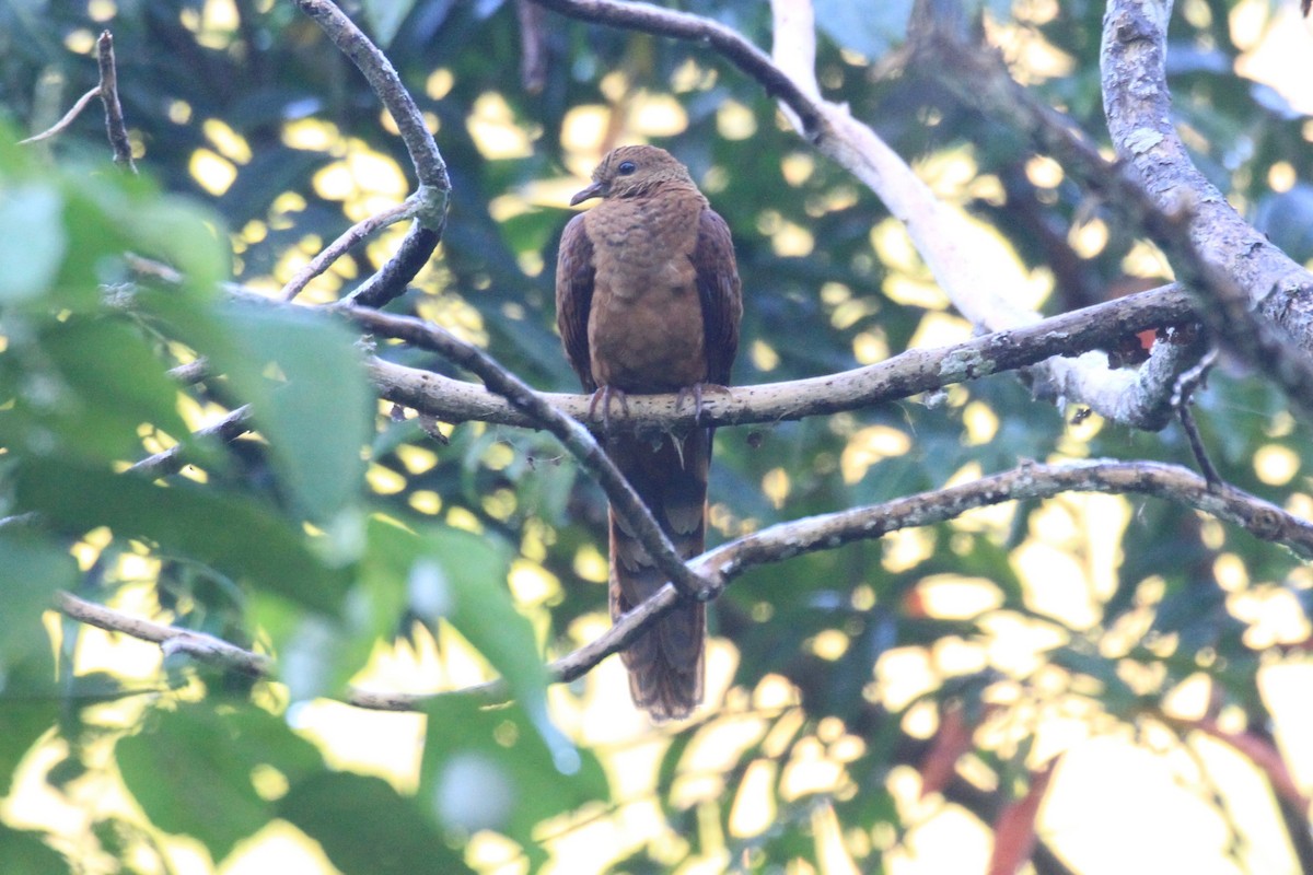 Black-billed Cuckoo-Dove - ML128938661