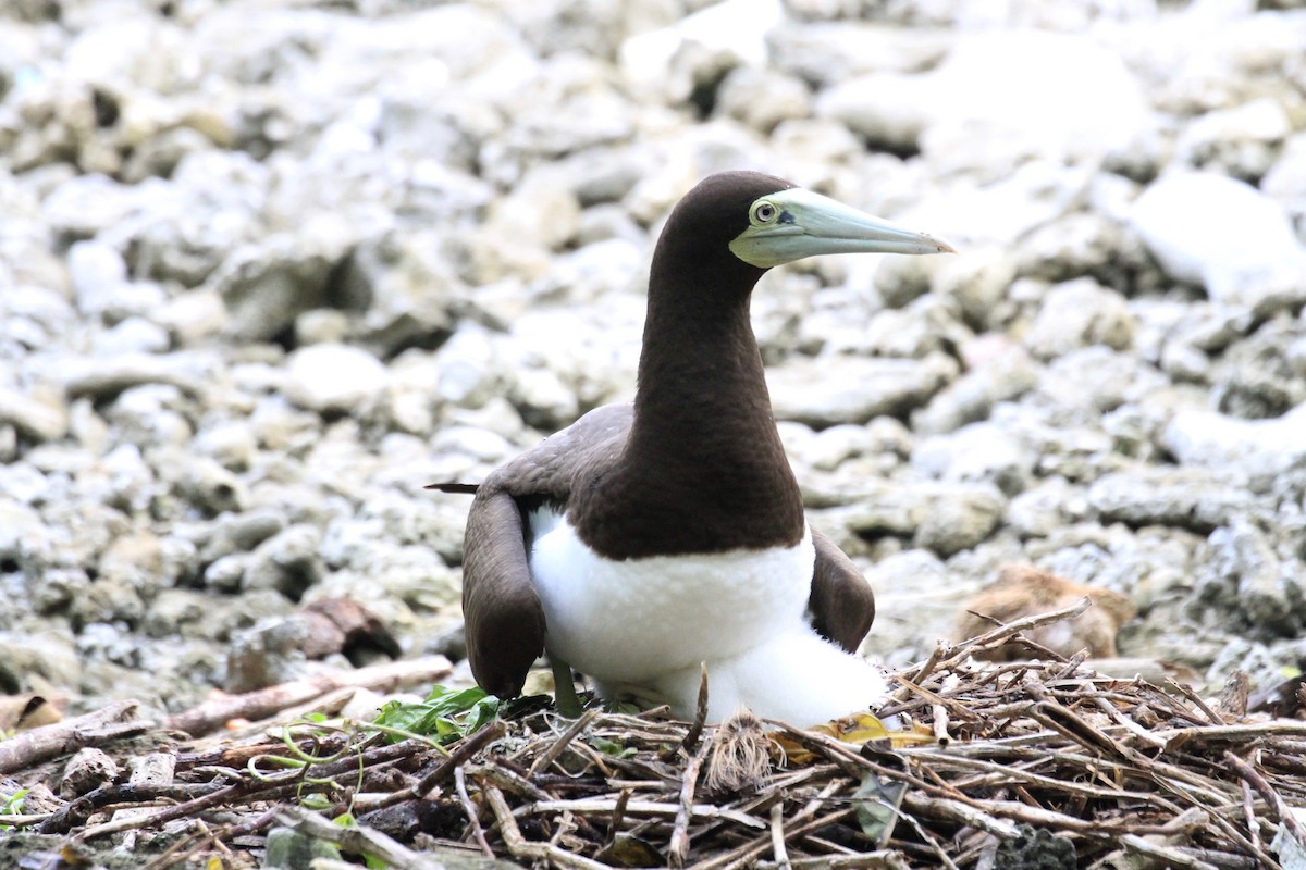 Brown Booby - ML128938831