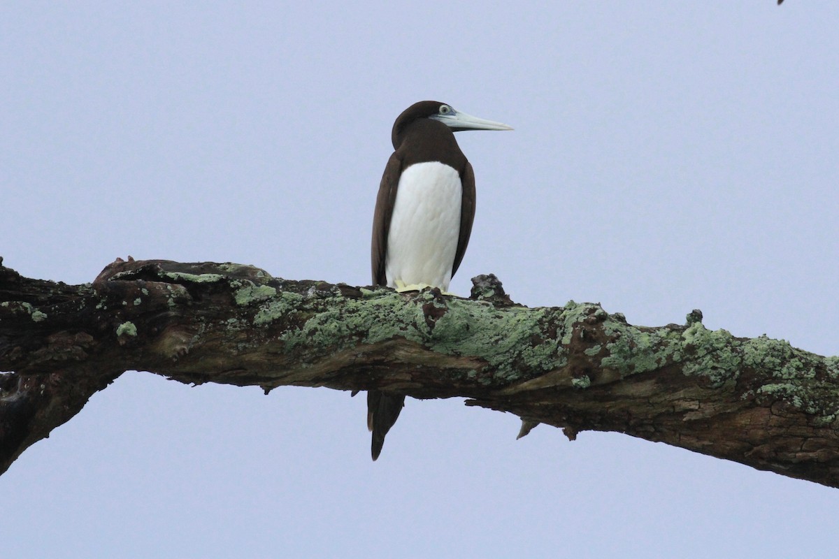 Brown Booby - ML128938891