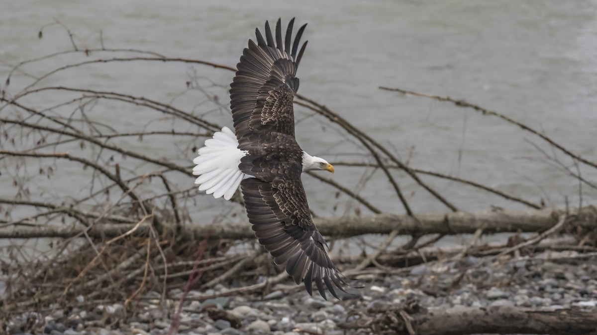 Bald Eagle - ML128939071
