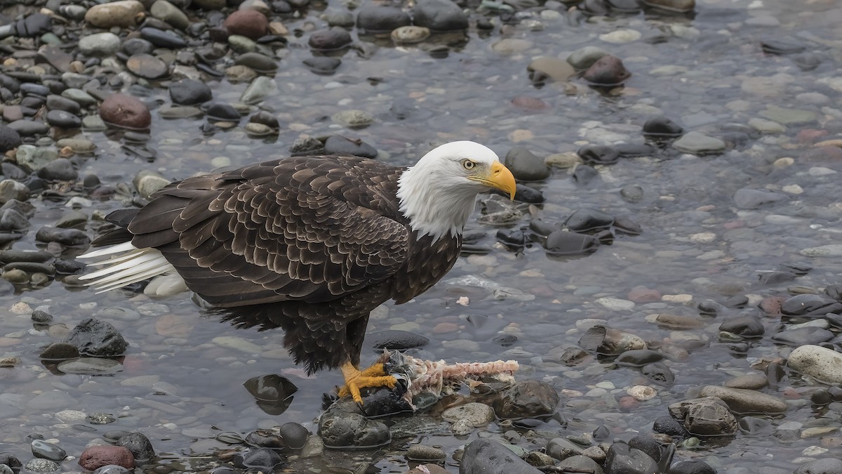 Bald Eagle - ML128939101
