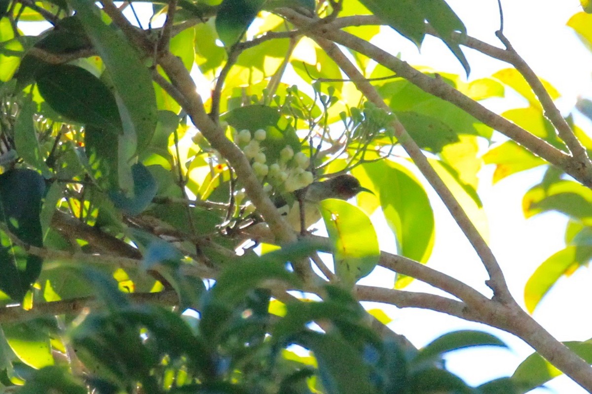 New Ireland Myzomela - Charles Davies