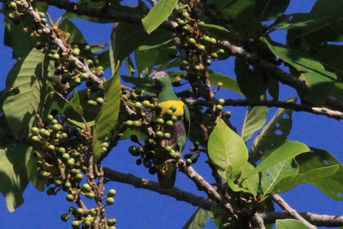 Yellow-bibbed Fruit-Dove - ML128939421